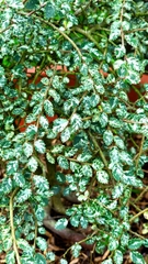 Variegated Dwarf Elm Tree (Cây Du Lùn)