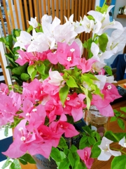 Cây Hoa Giấy