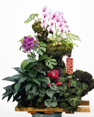 Tiểu Cảnh Lan Hồ Điệp