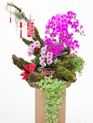 Tiểu Cảnh Lan Hồ Điệp