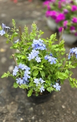 Cây Hoa Thanh Xà (Lam Thanh Hoa)