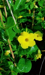 Cây Hoa Huỳnh Đệ