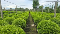 Cây Nguyệt Quế Thái Col Tròn