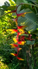 Cây Chuối "Heliconia Temptress" Sexy Red