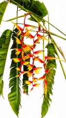 Cây Chuối "Heliconia Temptress" Sexy Red