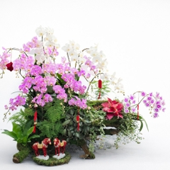 Tiểu Cảnh Lan Hồ Điệp