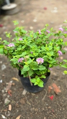 Cây Trâm Ổi (Hoa Ngũ Sắc)