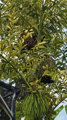 Cây Đủng Đỉnh Var (Hạt Giống)