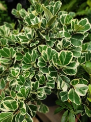 Cây Si Đốm Trụ Col (Đa Tam Phúc)