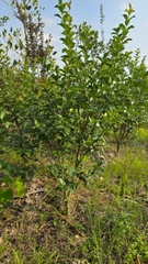 Cây Tường Vy Hoa Đỏ