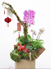 Tiểu Cảnh Lan Hồ Điệp