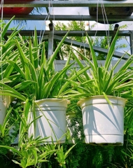 Cây Lan Chi Mẫu Tử