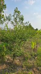 Cây Tường Vy Hoa Đỏ