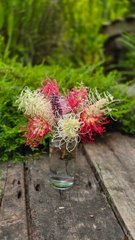 Hoa Nhện Đa Sắc (Hoa Cánh Phượng) – Nhánh Chiết Khỏe