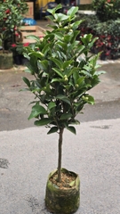 Cây Trà My