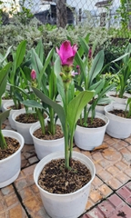Cây Hoa Nghệ Tây