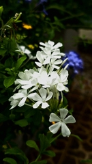 Cây Hoa Bạch Xà