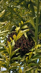 Cây Đủng Đỉnh Var (Hạt Giống)