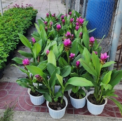 Cây Hoa Nghệ Tây