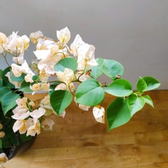 Cây Hoa Giấy
