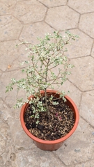 Variegated Dwarf Elm Tree (Cây Du Lùn)