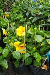 Cây Bụp Sa Đéc