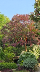 Cây Hồng Phụng Lớn