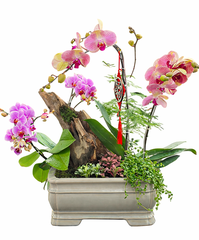 Tiểu Cảnh Lan Hồ Điệp