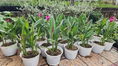 Cây Hoa Nghệ Tây