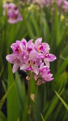 Cây Địa Lan Hồng