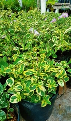 Cây Cẩm Thạch Bông