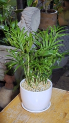 Cây Cau Tiểu Trâm