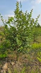 Cây Tường Vy Hoa Đỏ