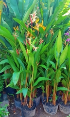 Cây Chuối Mỏ Két