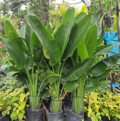 Cây Chuối Rẻ Quạt