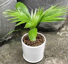 Cây Kè Ta