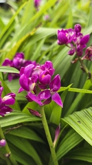 Cây Địa Lan Tím
