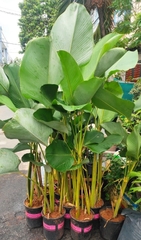 Cây Dong Thái Bạc