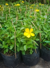 Cây Dừa Vàng