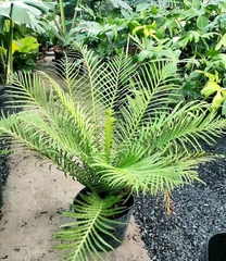 Cây Dương Xỉ Khổng Tước