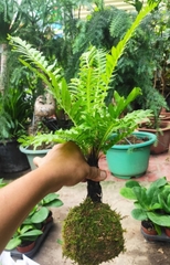 Cây Dương Xỉ Khổng Tước