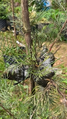 Hoa Nhện Đa Sắc (Hoa Cánh Phượng) – Nhánh Chiết Khỏe