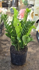 Cây Kim Tiền (Kim Phát Tài)