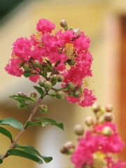 Cây Tường Vy Hoa Đỏ