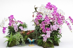 Tiểu Cảnh Lan Hồ Điệp