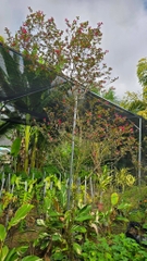Cây Hồng Phụng Lớn
