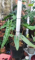 Cây Hồng Hạc