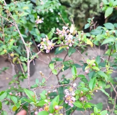 Cây Hồng Ngọc Mai