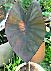 Cây Môn Đen (Black Magic)