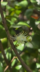 Cây Cherry Surinam